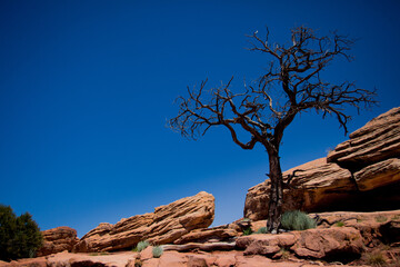 Wall Mural - Lonely dead tree against the blue sky, Canyon de Chelly National Monument, Tsaile, Arizona, USA.