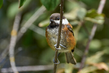 Wall Mural - Closeup of a chestnut-backed chickadee perched on a branch among green leaves