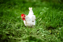 A White Hen Grazes Freely On The Grass. Caring Attitude Towards Animals.