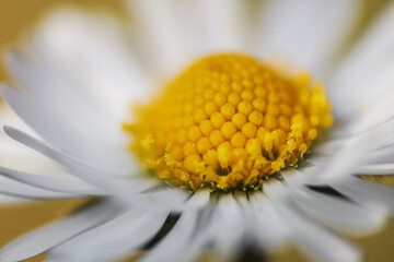 Wall Mural - Close up of spring daisies in the garden in the afternoon