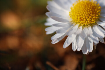 Wall Mural - Close up of spring daisies in the garden in the afternoon