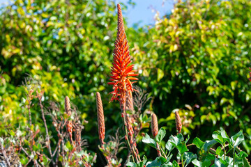 Colorful blossom of aloe vera plant on tropical island La Palma, Canary, Spain