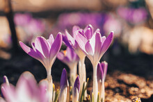 Purple Snow Crocus Flowers In Meadow. Natural Background With Flowering Violet Crocus In Early Spring. Blooming Lila Crocus Wallpaper In Sunny Bokeh Light In Forest, Close Up. Springtime Season..