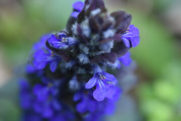 Poster - Blue bugle (Ajuga reptans) flowers.Lamiaceae evergreen perennial plants. The flowering season is from April to June.