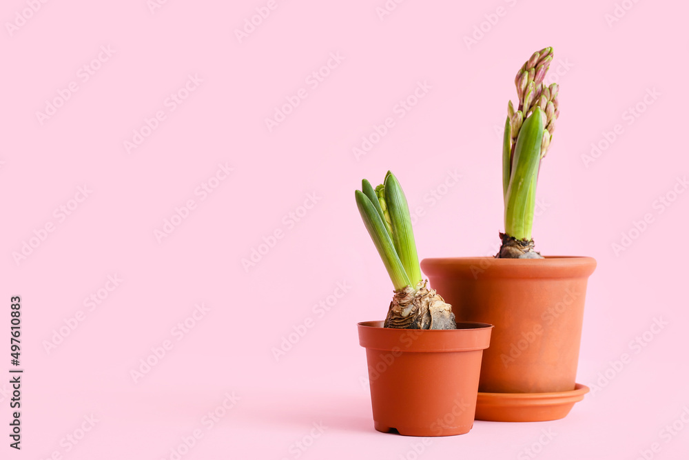 Pots with beautiful hyacinth plants on pink background