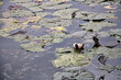 Wasserlilien im See