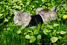 Gray Cat Sitting In The Green Grass