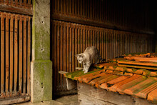 Cat On Shelter With Tiled Roof In Rural House