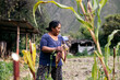 © Pedro Merino/Stocksy - Hispanic woman harvesting corn