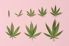 Pattern Of Hemp Or Cannabis Leaves Isolate On Pink Background.
