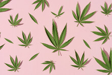Green Hemp Leaves Falling On Pink Background
