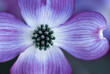 © Ron Mellott/Stocksy - Closeup dogwood (Cornus sp.) bloom in sping springtime