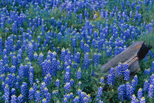 Texas Bluebonnets (Lupinus Texensis) Blooming In The Spring