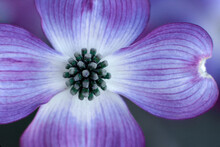 Closeup Dogwood (Cornus Sp.) Bloom In Sping Springtime