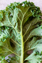 Green Curly Kale Leaf