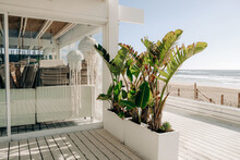 Plant On A Terrace Of A Closed Beach Restaurant