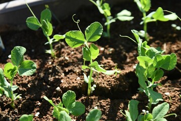 Canvas Print - Cultivation of peas in the vegetable garden. The cultivation method is to sow seeds in autumn and let the seedlings overwinter. It can be harvested about 20 days after the flowers bloom in April.