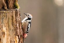 Middle Woodpecker On A Tree Trunk 