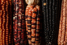 Closeup Of Corncobs Of Different Colors 