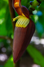  Bananas Fruit Flower Hangs In Jungle Of Costa Rica 