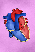 Human Heart Illustration, Crossed Section