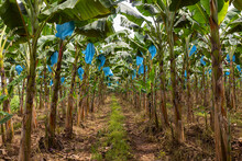  Bananas Farm In Jungle Of Costa Rica 