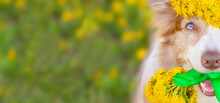 Blue-eyed Red Border Collie Dog Wearing A Wreath Of Dandelions On His Head Holding A Bouquet Of Yellow Dandelions In His Teeth. Stretched Panoramic Image For Banner