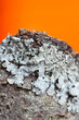 © Kathryn Swayze/Stocksy - Seafoam Green Lichen Against Vibrant Orange Background
