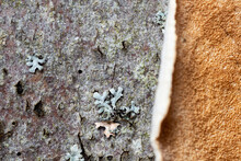 Shelf Fungus Layered On Tree Bark With Lichen