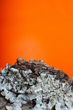 Seafoam Green Lichen Against Vibrant Orange Background