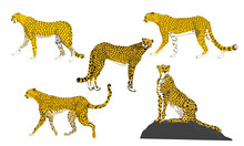  Vector Image Of  Five Cheetahs (Acinonyx Jubatus) 