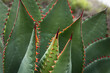 © Shava Cueva/Stocksy - close up of the sharp leaves of an agave