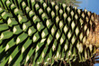 © Shava Cueva/Stocksy - texture of an agave cut in half