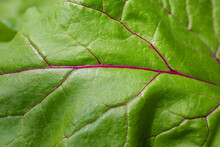 Closeup  To A Beet Leaf 