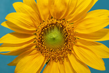 Closeup Of A Sunflower Center