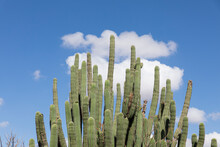 Cactus With A Blue Sky And Clouds In The Background