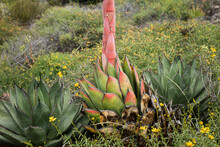 Red Mature Agave With In A Mountain 