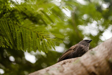 Bird On A Tree Brach With Blurred Background