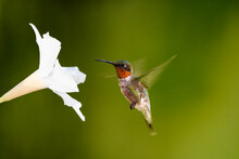 Ruby-Throated Hummingbird In Flight