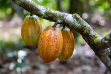 Colorful Cocoa Pod Pods In Costa Ric Rainforest 
