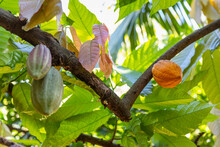 Colorful Cocoa Pod Pods In Costa Ric Rainforest 