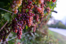 Red Grape Hanging From A Vineyard