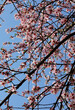branches of peach tree with small pink flowers