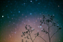 Dry Flowers And Night Sky
