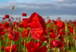 Red poppies. The remembrance poppy - poppy field. Flower for Remembrance Day, Memorial Day, Anzac Day in New Zealand, Australia, Canada and Great Britain. Meadow with flowers.