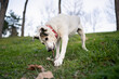 © Luis Velasco/Stocksy - White Mixed-Breed Dog Playing With A Branch In The Nature.