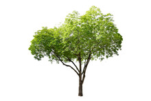 Isolated Mimusops Elengi, Spanish Cherry, Medlar Or Bullet Wood Tree On White Background