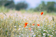© Balázs Kovács/Stocksy - Poppy flower field