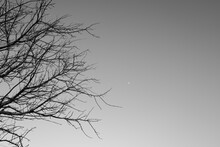 The Moon Next To A Tree.