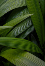 Tropical Rainforest Frond Leaf Background 